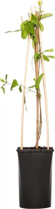 Intratuin Kamperfoelie (lonicera 'dropmore scarlet') d 16 h 75 cm aanbieding