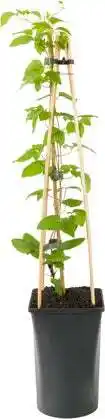 Intratuin Bosrank (clematis 'mrs. cholmondeley') d 16 h 75 cm aanbieding