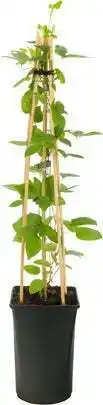 Intratuin Bosrank (clematis 'guernsey cream') d 16 h 75 cm aanbieding