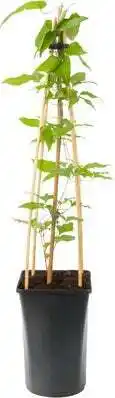 Intratuin Bosrank (clematis 'niobe') d 16 h 75 cm aanbieding