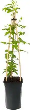 Intratuin Bosrank (clematis 'blue angel') d 16 h 75 cm aanbieding