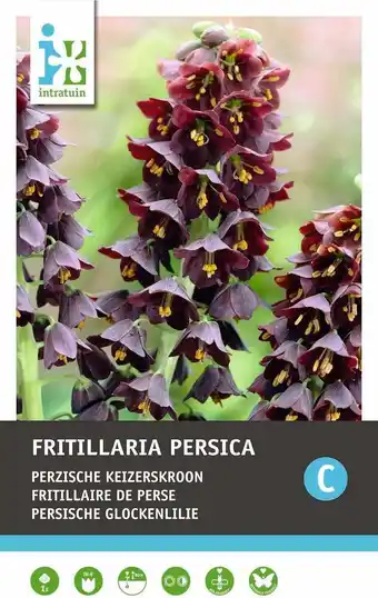 Intratuin Intratuin bloembollen persische keizerskroon (fritillaria persica) aanbieding