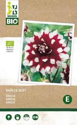 Intratuin Intratuin biologische dahlia knol (dahlia 'duet') aanbieding