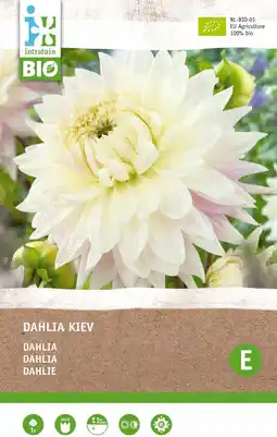 Intratuin Intratuin biologische dahlia knol (dahlia 'kiev') aanbieding