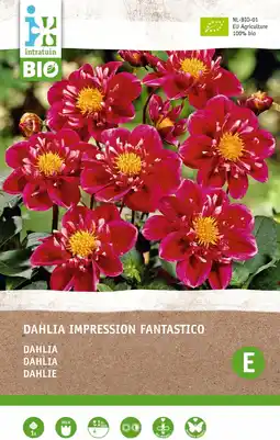 Intratuin Intratuin biologische dahlia knol (dahlia impression 'fantastico') aanbieding
