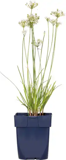 Intratuin Knoflookbieslook (allium tuberosum) d 11 h 10 cm aanbieding