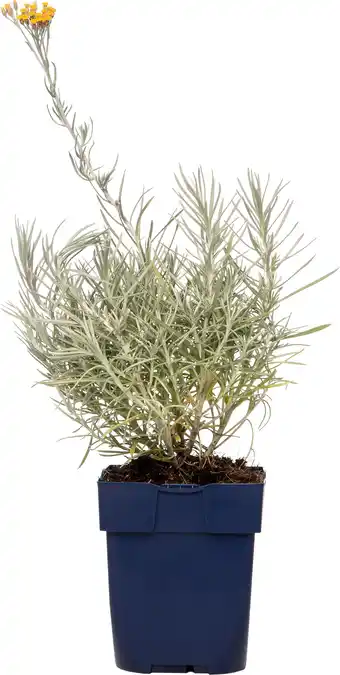 Intratuin Strobloem (helichrysum italicum) d 11 h 10 cm aanbieding