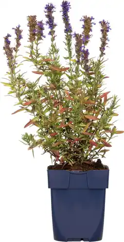 Intratuin Hysop (hyssopus officinalis) d 11 h 10 cm aanbieding