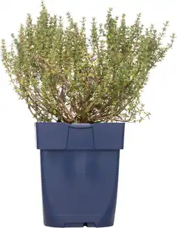 Intratuin Tijm (thymus vulgare 'compactus') d 11 h 10 cm aanbieding