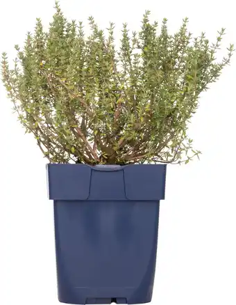 Intratuin Tijm (thymus vulgare 'compactus') d 11 h 10 cm aanbieding