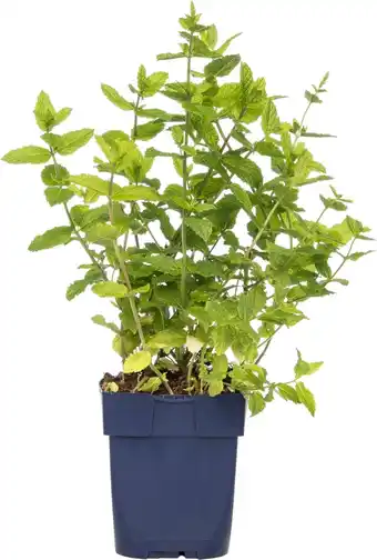 Intratuin Marocaanse munt (mentha spicata 'maroccan') d 11 h 10 cm aanbieding