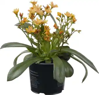 Intratuin Bitterkruid (lewisia cotyledon 'mountain dreams') d 10,5 h 15 cm aanbieding