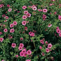 Intratuin Ganzerik (potentilla nepalensis 'ron mc beath') aanbieding