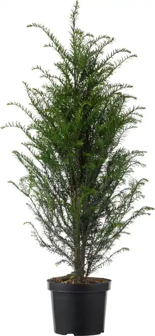 Intratuin Taxus (taxus baccata) d 21 h 50 cm aanbieding