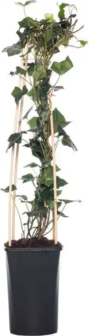 Intratuin Klimop (hedera hibernica) d 16 h 75 cm aanbieding