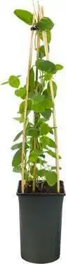 Intratuin Kamperfoelie (lonicera tellmanniana) d 16 h 75 cm aanbieding