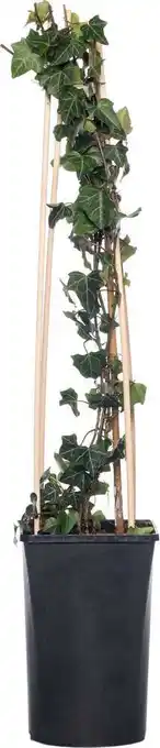 Intratuin Klimop (hedera helix) d 16 h 75 cm aanbieding