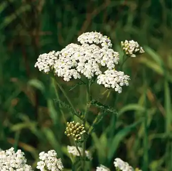 Intratuin Biologische duizendblad (achillea millefolium) aanbieding