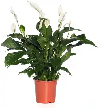 Intratuin Lepelplant (spathiphyllum 'sweet lauretta') d 24 h 105 cm aanbieding