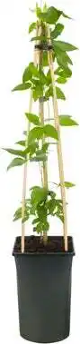 Intratuin Bosrank (clematis 'pernille') d 16 h 75 cm aanbieding