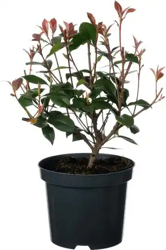 Intratuin Glansmispel (photinia frassenii 'carre rouge') d 18 h 40 cm aanbieding