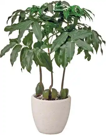 Intratuin Australische kastanje (castanospermum australe) d 12 h 40 cm aanbieding