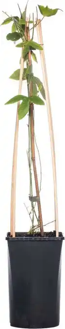 Intratuin Passiebloem (passiflora 'amethyst') d 16 h 75 cm aanbieding