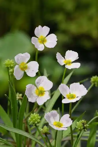 Intratuin Stijve moeras weegbree (baldellia ranunculoides) aanbieding