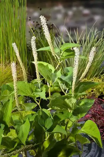 Intratuin Leidse plantje (saururus cernuus) d 9 h 20 cm aanbieding