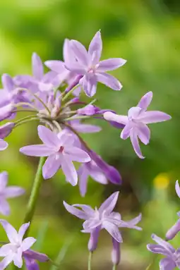 Intratuin Thulbachia (thulbachia violacea) d 9 h 20 cm aanbieding