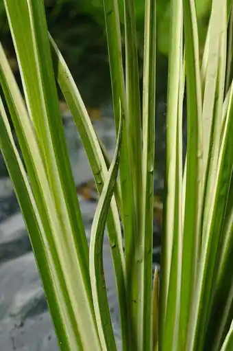 Intratuin Bonte kalmoes (acorus calamus 'variegata') aanbieding