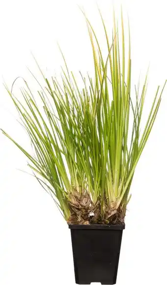 Intratuin Kalmoes (acorus gramineus 'ogon') d 9 h 20 cm aanbieding