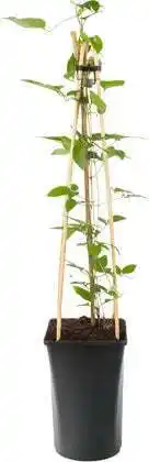 Intratuin Bosrank (clematis 'somany® blue flowers') d 16 h 75 cm aanbieding