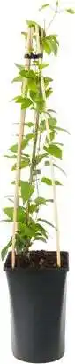 Intratuin Bosrank (clematis 'somany® white flowers') d 16 h 75 cm aanbieding