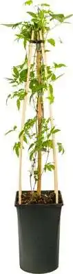Intratuin Bosrank (clematis 'spiky') d 16 h 75 cm aanbieding
