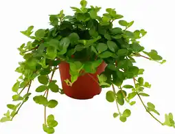 Intratuin Peperomia (peperomia rotundifolia) d 12 h 15 cm aanbieding