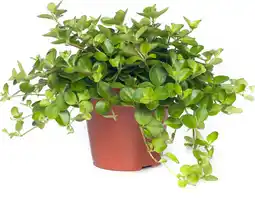 Intratuin Peperomia (peperomia rotundifolia) d 12 h 15 cm aanbieding