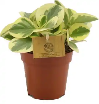 Intratuin Peperomia (peperomia obtusifolia 'obtipan bicolor') d 12 h 20 cm aanbieding