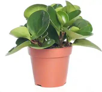 Intratuin Peperomia (peperomia obtusifolia 'green gold') d 12 h 20 cm aanbieding