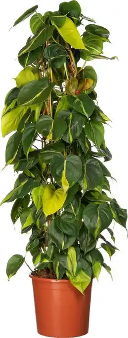 Intratuin Philodendron (philodendron scandens 'brasil') d 24 h 110 cm aanbieding