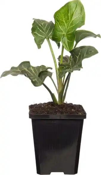 Intratuin Aronskelk (arum italicum) d 9 h 20 cm aanbieding