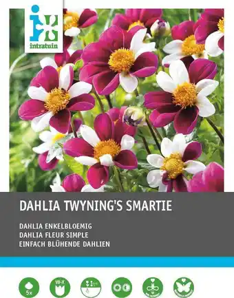 Intratuin Intratuin dahlia enkelbloemig knol (dahlia 'twyning's smartie') 5 stuks aanbieding