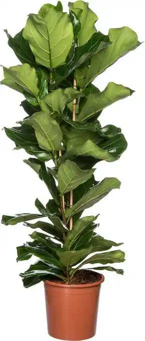 Intratuin Vioolbladplant (ficus lyrata) d 27 h 120 cm aanbieding