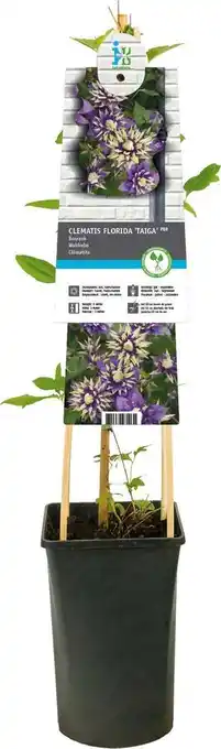 Intratuin Grootbloemige bosrank (clematis florida 'taiga') d 17 h 75 cm aanbieding
