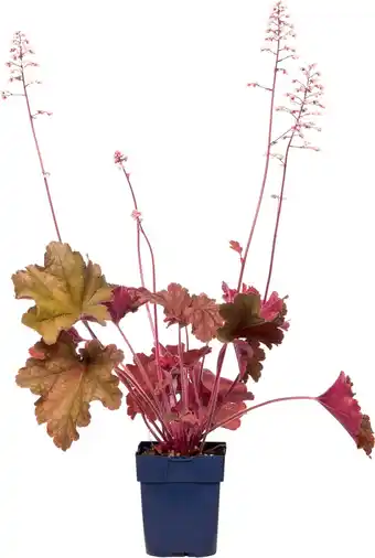 Intratuin Purperklokje (heuchera 'fire chief') d 11 h 10 cm aanbieding