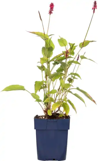 Intratuin Duizendknoop (persicaria amplexicaulis 'lisan') d 11 h 10 cm aanbieding