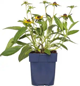 Intratuin Zonnehoed (rudbeckia fulgare 'little goldstar') d 11 h 10 cm aanbieding