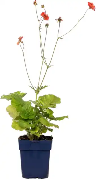 Intratuin Nagelkruid (geum 'scarlet tempest') d 11 h 10 cm aanbieding