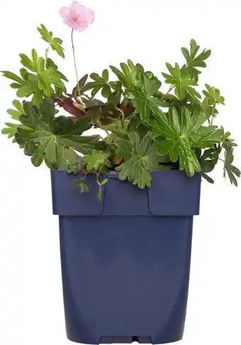 Intratuin Ooievaarsbek (geranium 'azure rush') d 11 h 10 cm aanbieding