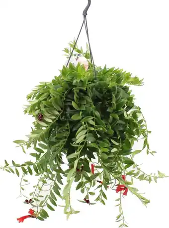 Intratuin Lipstickplant (aeschynanthus 'caro') d 15 h 35 cm aanbieding